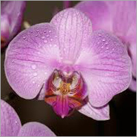 Orchid Flower