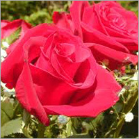 Fresh Rose Flower