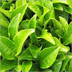 Green Tea - Camellia Sinensis Leaves Dried Green | Antioxidant Rich Lowers Blood Pressure Supports Digestion