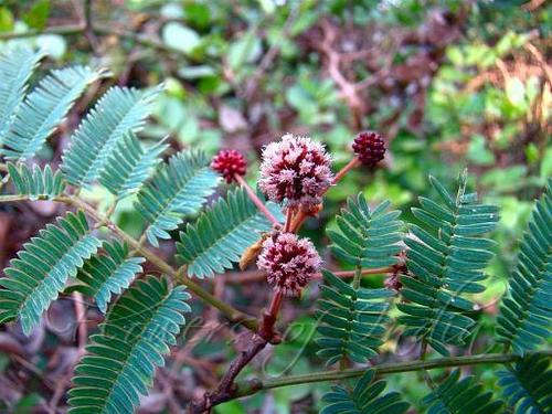 Acacia concinna