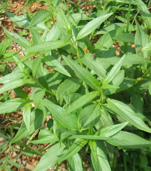 Andrographis Paniculata