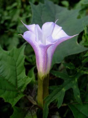 Kala Datura/ Datura Niger