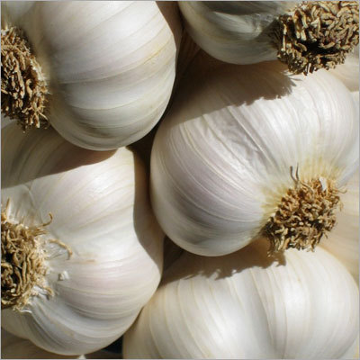 Garlic