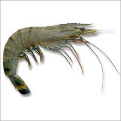 Sea Food