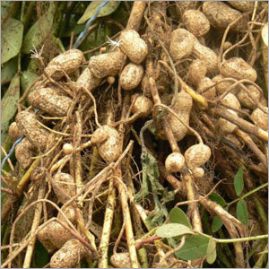 Healthy Ground Nuts