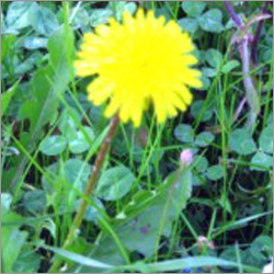 Linfatico 1
