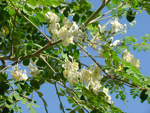 Moringa Powder Moringa Powder