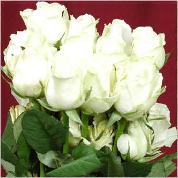Awallence Flowers
