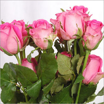 Pink Rose Flowers