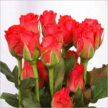 Beautiful Roses