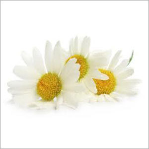 Cream Daisy Faerie Flowers