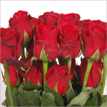 Fresh Red Roses