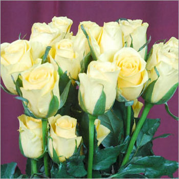 Yellow Roses