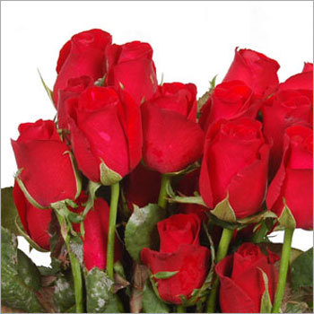 Fresh Roses