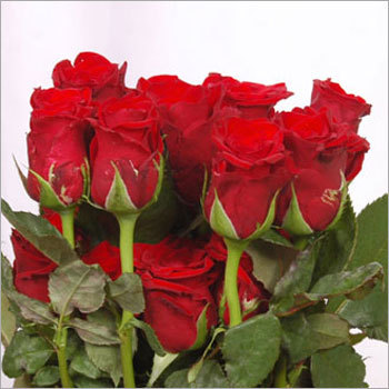 Red Decorative Roses