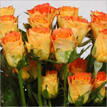 Orange Roses
