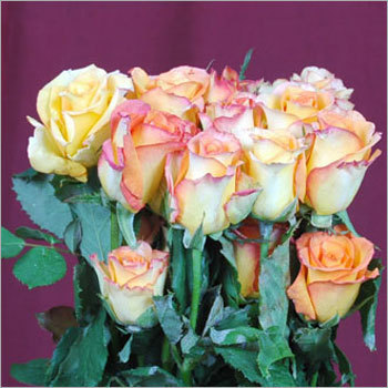 Floribundas Roses