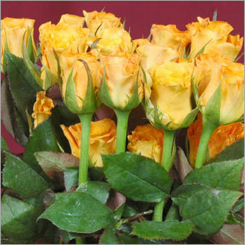 Fresh Yellow Roses