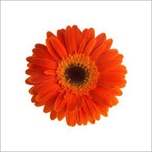 Orange Jasmine Flowers