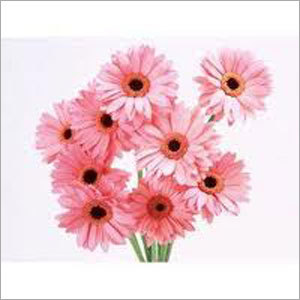 Pink Gerbera Daisy