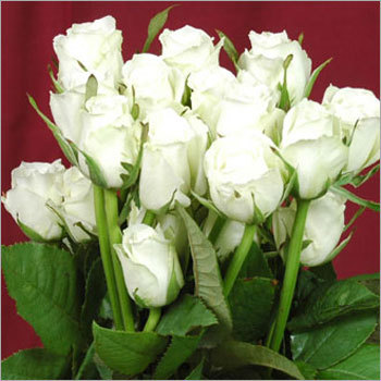 White Roses