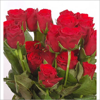 Rose Flower