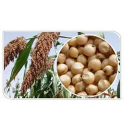 Animal Feed Ingredients