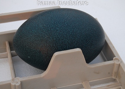 Emu Eggs Setting Trays