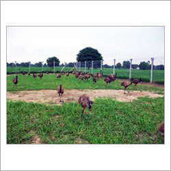EMU Farming And Management