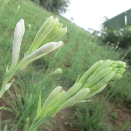 पौधे, फूल और सूखे फूल