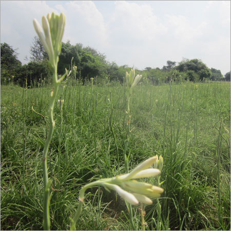 Plant Flowers & Dried Flowers