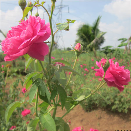 Plant, Flowers & Dried Flowers