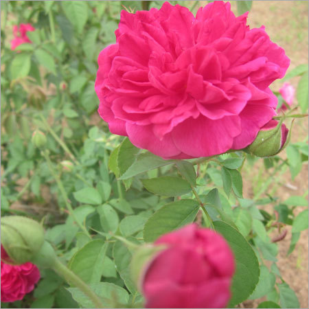 पौधे, फूल और सूखे फूल