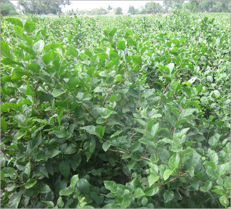 पौधे, फूल और सूखे फूल