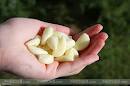 Peeled Garlic