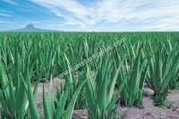 Aloe Vera Green Leaf - Application: Pharmaceutical