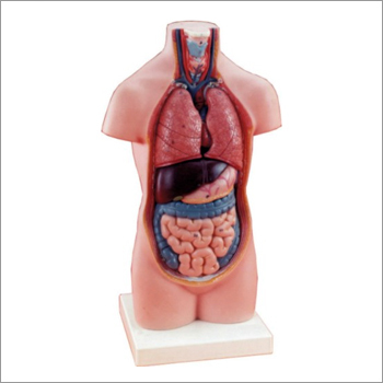 CREUZET Human Torso Without Head