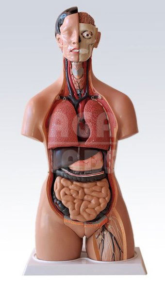 CREUZET Human Torso Sexless