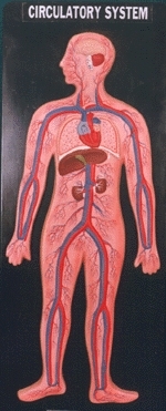 CREUZET Circulatory System Model