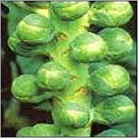 Brussel Sprouts
