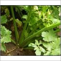 Celery
