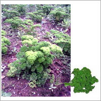 Parsley - Bushy Growth Habit, Green Color | Flavorful, Fresh, Nutritious, Versatile for Culinary Uses, Garnishing, Salads, and Soups
