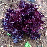 Red Lettuce