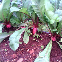 Red Radish