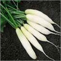 White Radish