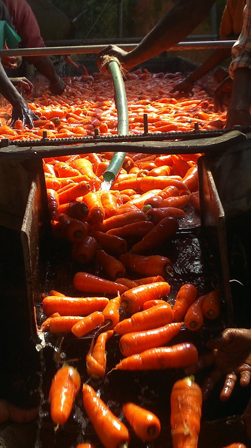 organic carrot