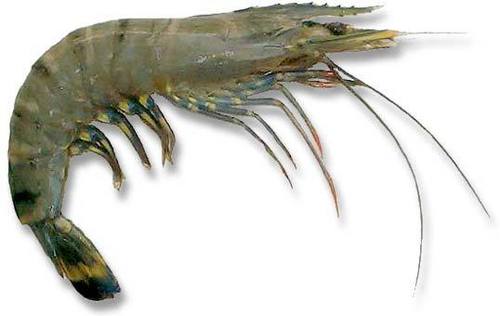 prawn