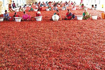 Dry Red Chilli