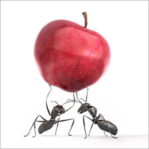Ant Apple