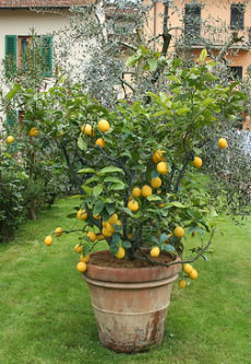 Hybrid Lemon Trees
